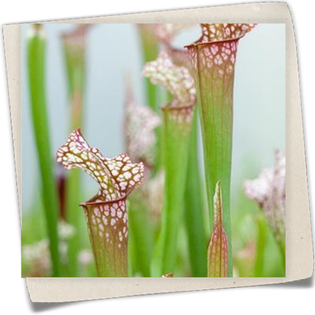 Schlauchpflanze 'Velvet' Schlauchpflanze 'Velvet'