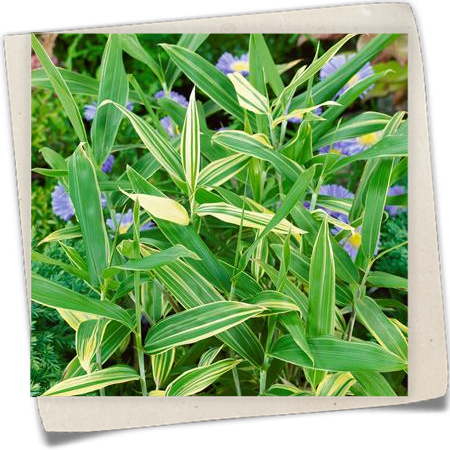 Zwergbambus Zwergbambus