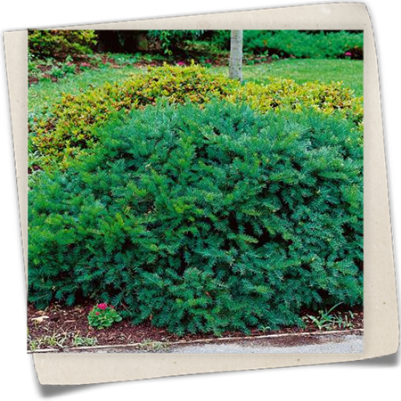 Japanische Eibe 'Emerald Spreader'® Japanische Eibe 'Emerald Spreader'®