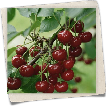 Sauerkirsche 'Jade'® Sauerkirsche 'Jade'®