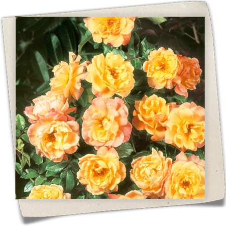 Kletterrose 'Moonlight'® Kletterrose 'Moonlight'®