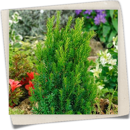 Hybrid-Eibe Hybrid-Eibe