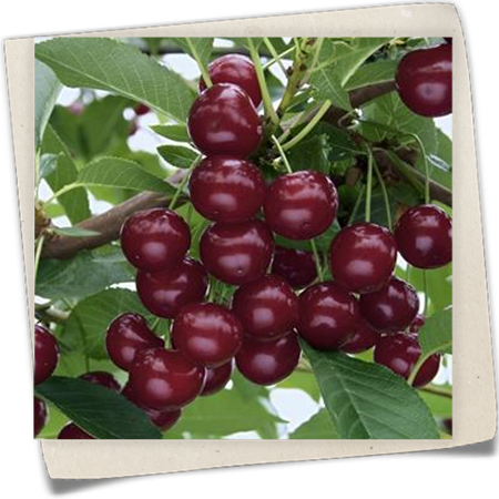 Sauerkirsche 'Achat'(s) Sauerkirsche 'Achat'(s)