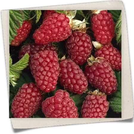 Taybeere 'Tayberry' Taybeere 'Tayberry'