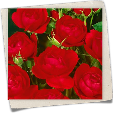 Beetrose 'Muttertag' Beetrose 'Muttertag'