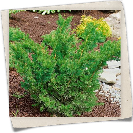 Eibe 'Densiformis' Eibe 'Densiformis'