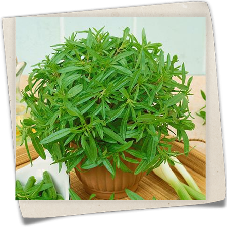 Bohnenkraut 'Aromata' Bohnenkraut 'Aromata'