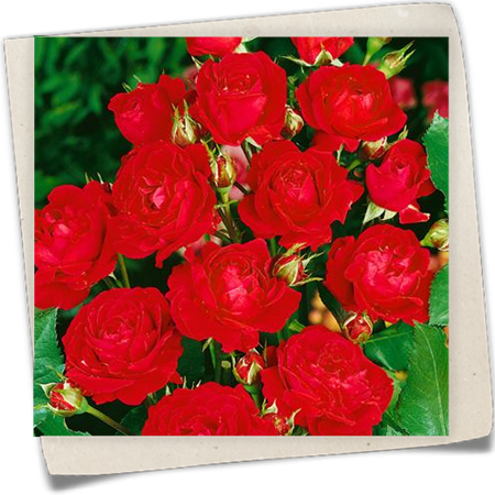 Beetrose 'Nina Weibull'® Beetrose 'Nina Weibull'®