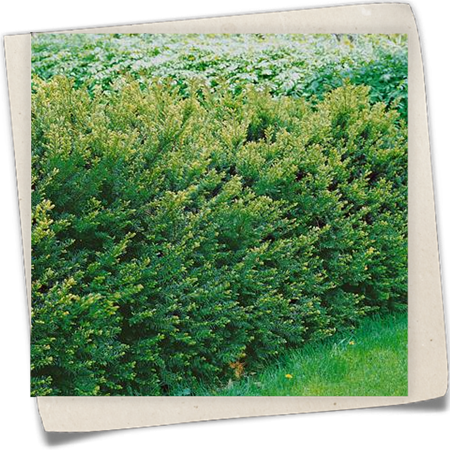 Becher-Eibe 'Groenland' Becher-Eibe 'Groenland'