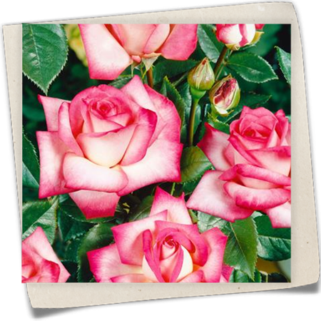 Edelrose 'Nostalgie'® Edelrose 'Nostalgie'®