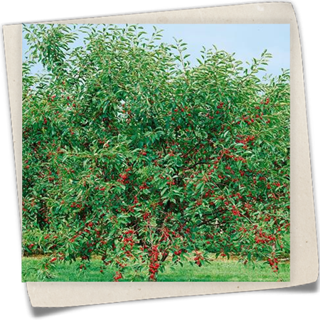 Zwergsauerkirsche 'Morello' Zwergsauerkirsche 'Morello'