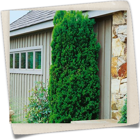 Säuleneibe 'Viridis' Säuleneibe 'Viridis'