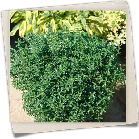 Zitronen-Bohnenkraut Zitronen-Bohnenkraut