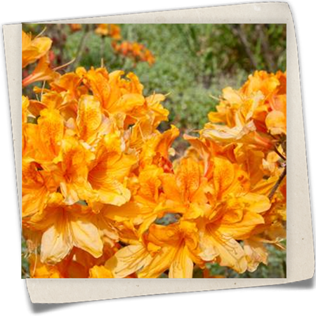 Sommergrüne Azalee 'Christopher Wren' Sommergrüne Azalee 'Christopher Wren'