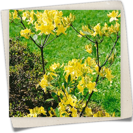 Sommergrüne Azalee 'Lemon Lights' Sommergrüne Azalee 'Lemon Lights'