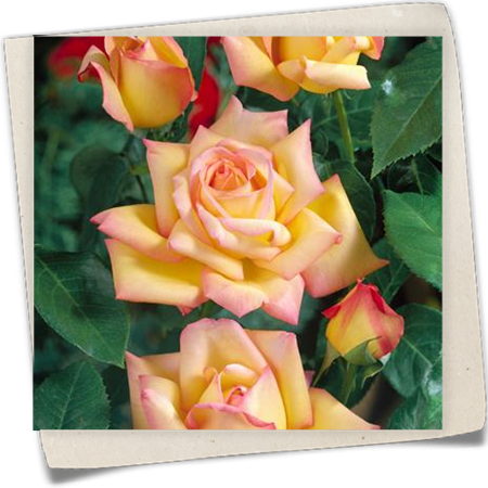 Edelrose 'Peace' Edelrose 'Peace'