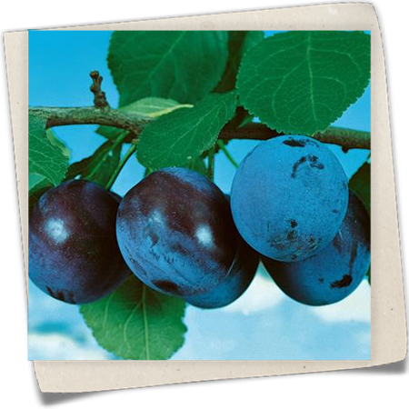 Pflaume 'Kirkespflaume' Pflaume 'Kirkespflaume'