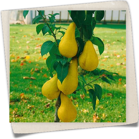 Birne 'Abate Fetel' Birne 'Abate Fetel'