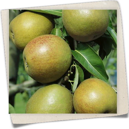 Birne 'Alexander Lucas' Birne 'Alexander Lucas'