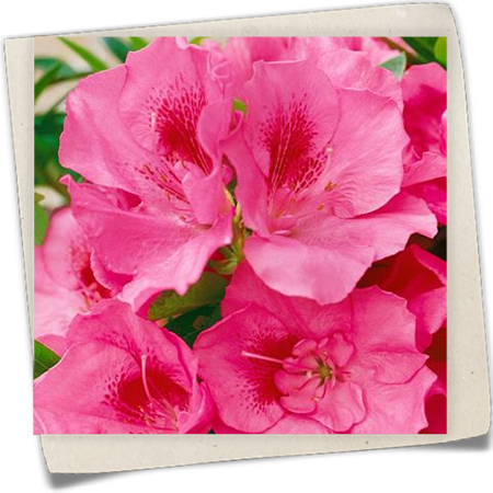 Sommergrüne Azalee 'Weston´s Parade' Sommergrüne Azalee 'Weston´s Parade'