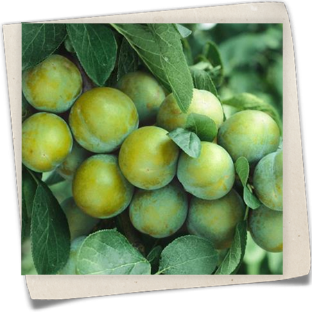 Pflaume 'Ontario' Pflaume 'Ontario'