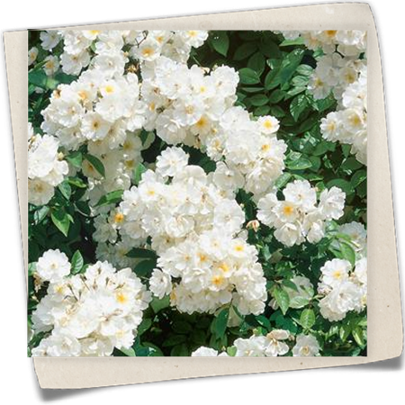 Kletterrose 'Bobby James' Kletterrose 'Bobby James'