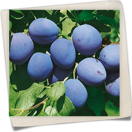 Zwetsche 'Bühler Frühzwetsche' Zwetsche 'Bühler Frühzwetsche'