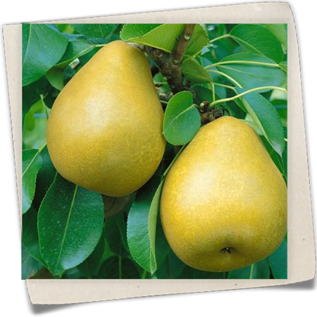 Birne 'Delbardelice' Birne 'Delbardelice'