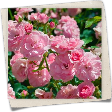 Beetrose 'Bonica 82'® Beetrose 'Bonica 82'®