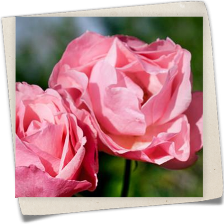 Beetrose 'Queen Elizabeth Rose'® Beetrose 'Queen Elizabeth Rose'®