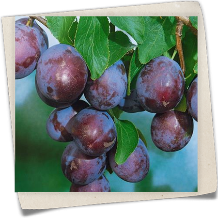 Zwetschge 'Ersinger Frühe' Zwetschge 'Ersinger Frühe'