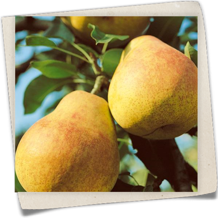 Sommerbirne 'Frühe von Trevoux' Sommerbirne 'Frühe von Trevoux'