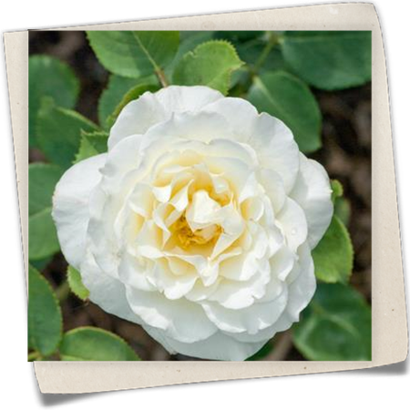 Strauchrose 'Boule de Neige' Strauchrose 'Boule de Neige'
