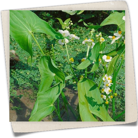 Gewöhnliches Pfeilkraut 'Flore Pleno' Gewöhnliches Pfeilkraut 'Flore Pleno'