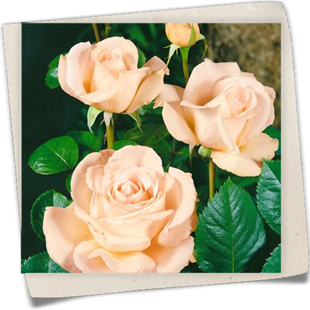 Rose 'Renaissance' Rose 'Renaissance'