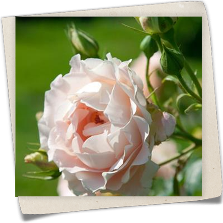 Strauchrose 'Rokoko'® Strauchrose 'Rokoko'®