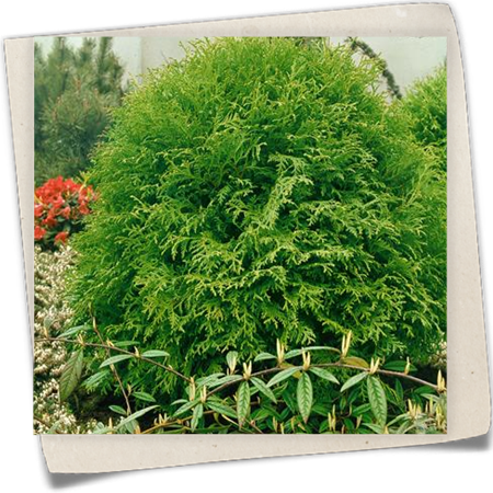 Lebensbaum 'Globosa Nana' Lebensbaum 'Globosa Nana'