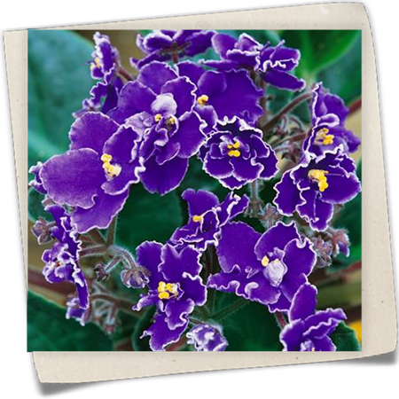 Usambaraveilchen 'Butterfly' Usambaraveilchen 'Butterfly'