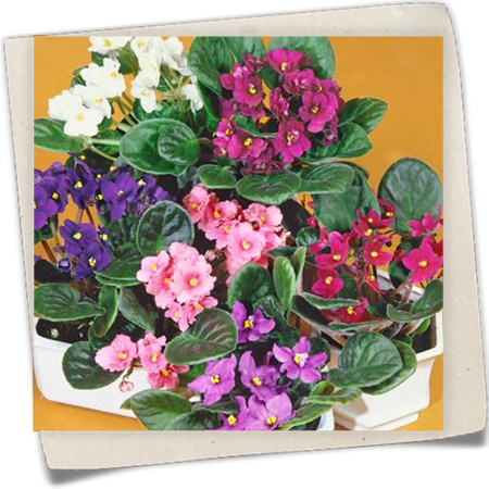 Usambaraveilchen 'Flor Cup' Usambaraveilchen 'Flor Cup'