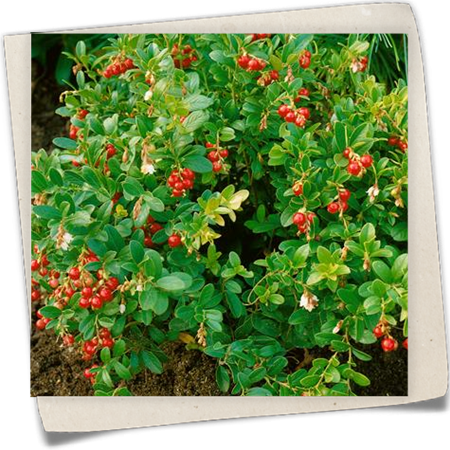 Preiselbeere 'Koralle' Preiselbeere 'Koralle'