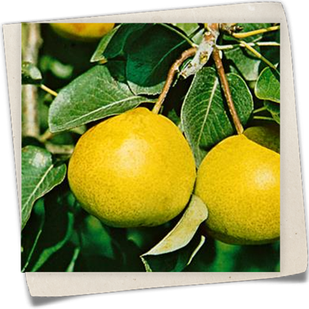 Sommerbirne 'Speckbirne' Sommerbirne 'Speckbirne'