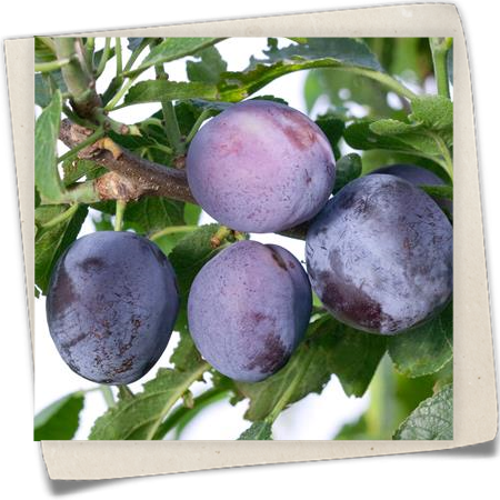 Säulenzwetschge 'Pruntop' Säulenzwetschge 'Pruntop'