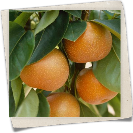 Apfelbirne 'Komoi Nashi' Apfelbirne 'Komoi Nashi'