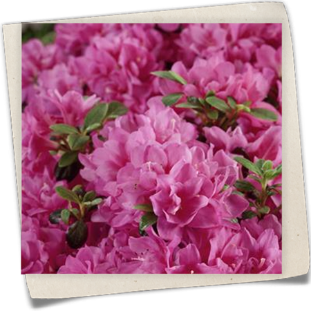 Japanische Azalee 'Petticoat'® Japanische Azalee 'Petticoat'®