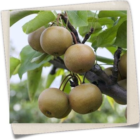 Nashi-Birne 'Kumoi' Nashi-Birne 'Kumoi'