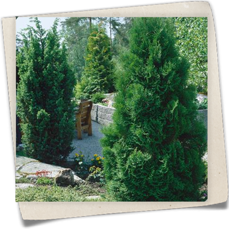 Lebensbaum 'Fastigiata' Lebensbaum 'Fastigiata'