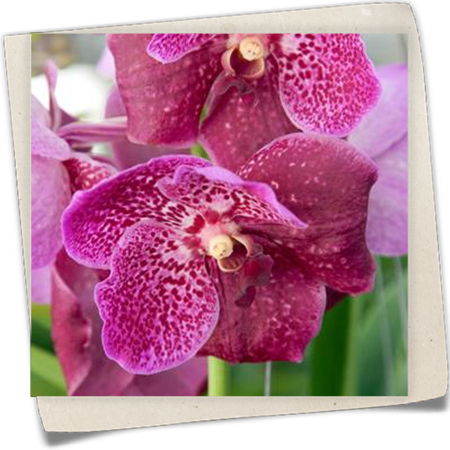 Vanda 'Bright Pink' Vanda 'Bright Pink'