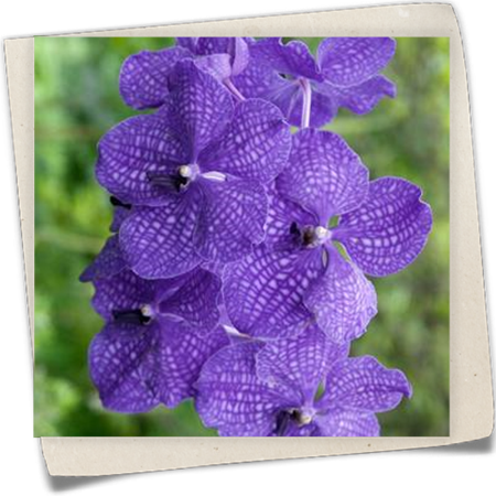 Vanda-Orchidee 'Blue Magic' Vanda-Orchidee 'Blue Magic'