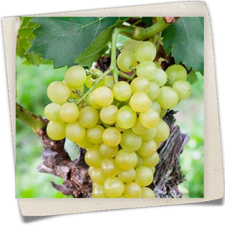 Weinrebe 'Arkadia'® Weinrebe 'Arkadia'®