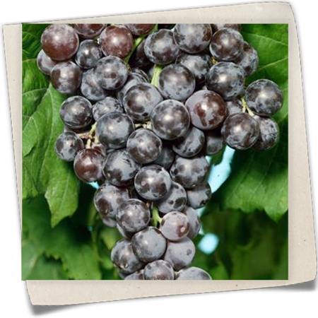 Weintraube 'Blauer Spätburgunder'(s) Weintraube 'Blauer Spätburgunder'(s)